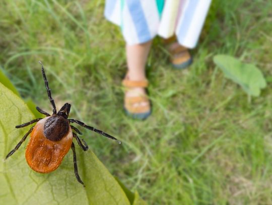 Borelioza. W tych województwach jest najwięcej zakażonych kleszczy