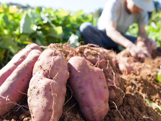Czemu rolnicy czekają z wykopkami ziemniaków? Niektórzy wyrzucają warzywa na wysypiska Czemu rolnicy czekają z wykopkami ziemniaków? Niektórzy wyrzucają warzywa na wysypiska