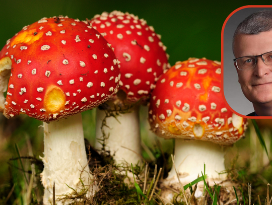 Czerwone muchomory wciąż kuszą. Chętnych na nie nie brakuje Czerwone muchomory wciąż kuszą. Chętnych na nie nie brakuje