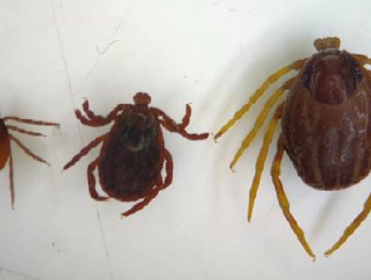 Cztery razy większy i groźny. Szukają w Polsce „Monster ticks”, afrykańskiego kleszcza