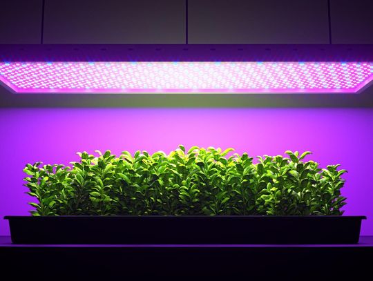 Jak dobrać lampy LED do uprawy roślin w różnych warunkach?