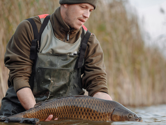 Karp w odwrocie? Zastępują go inne ryby. Co dziś lubią Polacy? Karp w odwrocie? Zastępują go inne ryby. Co dziś lubią Polacy?