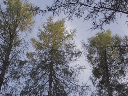 Kolor znaków w lesie nie świadczy o trudności trasy. Sprawdź ich znaczenie