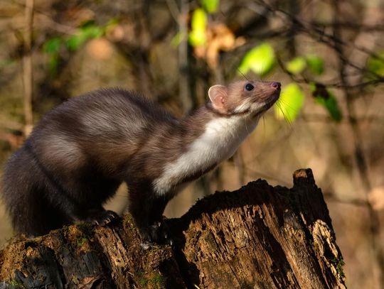 Odstraszacz kun z samochodu czyli jak uchronić kable przed przegryzieniem?