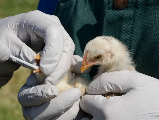 Potwierdzony przypadek ptasiej grypy u człowieka. Czeka nas nowa epidemia? 