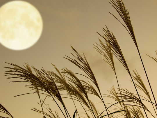 Przed nami sierpniowa pełnia Księżyca. Sprawdź kiedy Przed nami sierpniowa pełnia Księżyca. Sprawdź kiedy