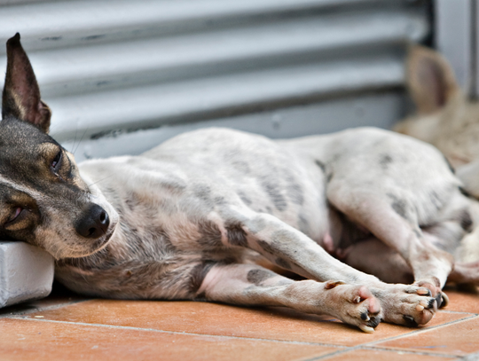 Przybywa bezdomnych zwierząt. Schroniska robią bokami Przybywa bezdomnych zwierząt. Schroniska robią bokami