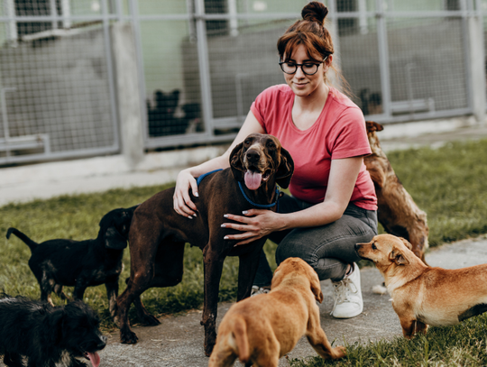 Psinder, czyli Psi Tinder, łączy człowieka z psem ze schroniska Psinder, czyli Psi Tinder, łączy człowieka z psem ze schroniska