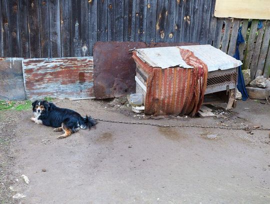 Psy zrzucą łańcuchy. Nie każdemu podoba się nowe prawo Psy zrzucą łańcuchy. Nie każdemu podoba się nowe prawo