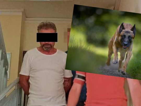 Straszna śmierć. Skazany za to, że owczarki belgijskie zagryzły rowerzystę Straszna śmierć. Skazany za to, że owczarki belgijskie zagryzły rowerzystę