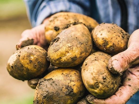Tłuczone i frytki z Niemiec. Polskę zalewają zagraniczne ziemniaki