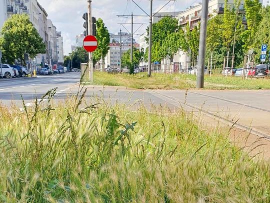 Ważne ostrzeżenie dla właścicieli psów. Taki trawnik może być dla nich groźny