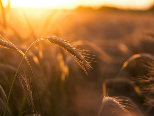 Wyzwania współczesnego rolnictwa - od zmian klimatu po zarządzanie zasobami