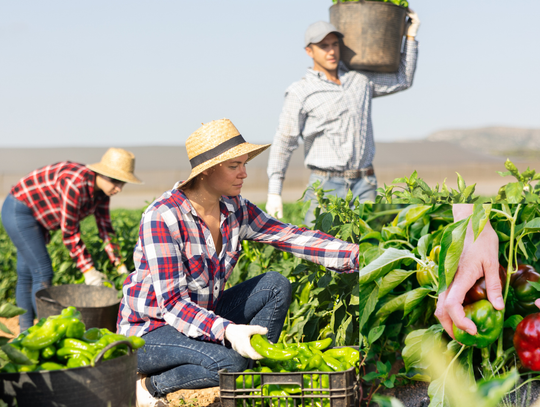 Zamiast organizować samozbiory, zaorają swoje pola Zamiast organizować samozbiory, zaorają swoje pola