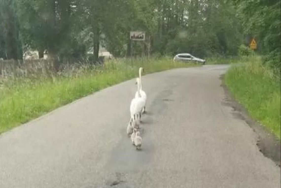 Nietypowa interwencja policjantów. Eskortowali… stado łabędzi