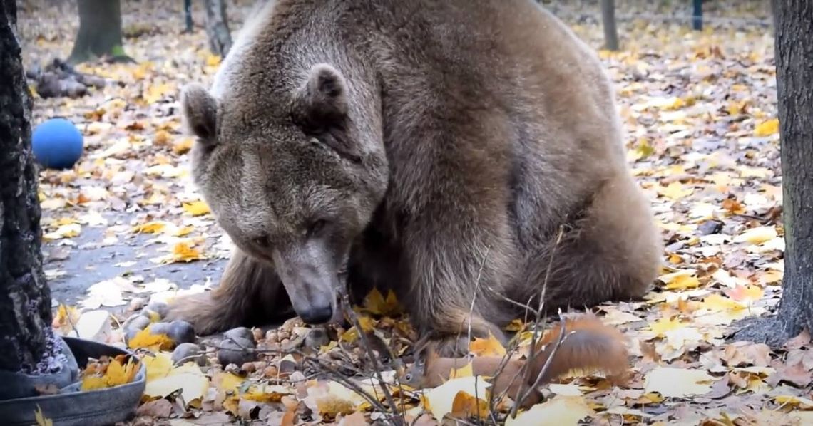 Przełomowy wyrok: niedźwiedź Baloo, żółwie i krokodyl nie wrócą do cyrku