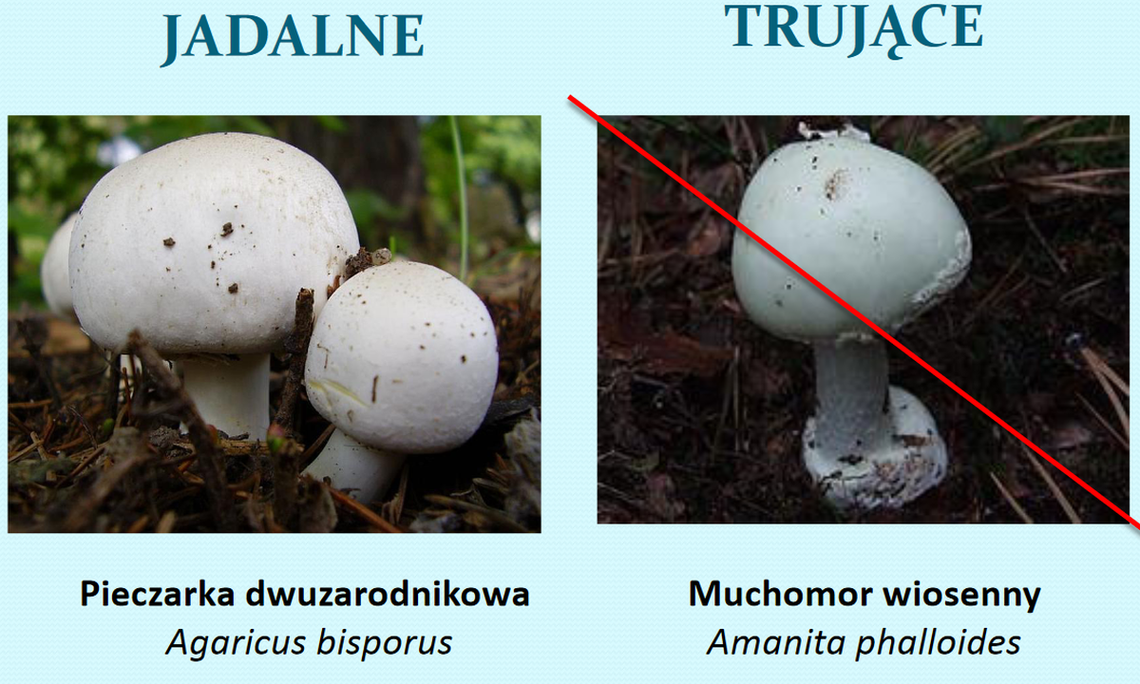 Sezon na grzyby rozpoczęty. Jak sprawdzić, czy nie zebraliśmy trującego?